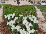 ادامه عملیات کاشت گلهای رنگارنگ فصلی در معابر عمومی کهن شهر شوشتر