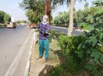 هرس و فرم دهی درختان در سطح حوزه شهرداری شوشتر