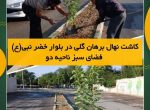 کاشت نهال برهان گلی در بلوار خضر نبی(ع) فضای سبز ناحیه دو شوشتر